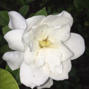 Meet your Posher, Bella